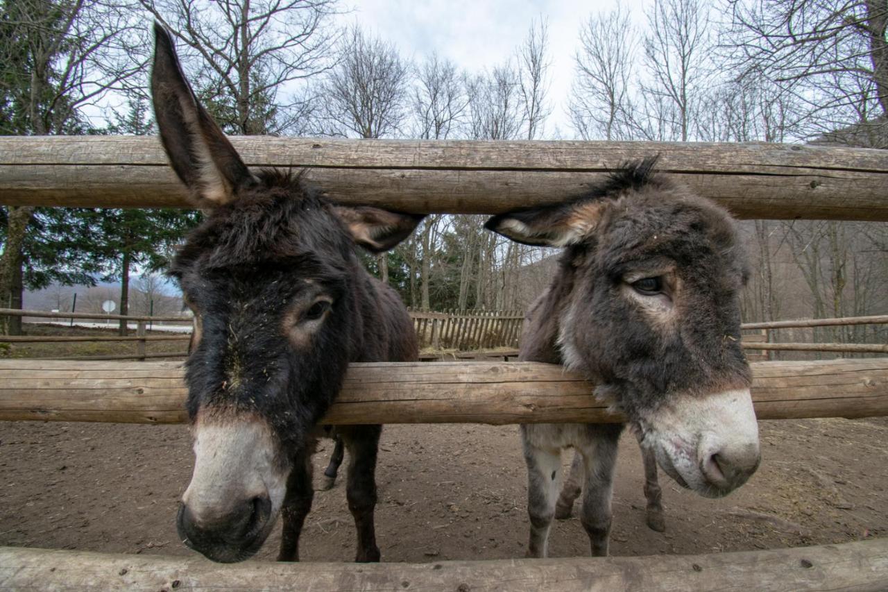 Holiday park Hajducka cesma Dubovsko Zewnętrze zdjęcie